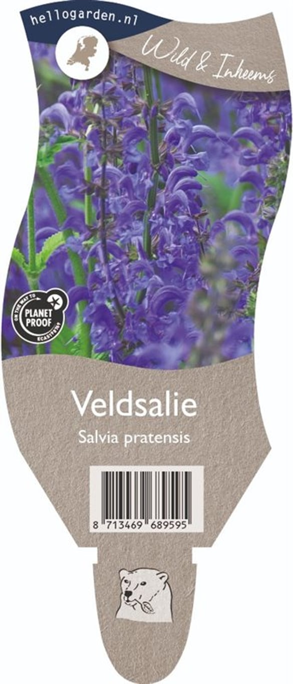 Salvia pratensis - P11